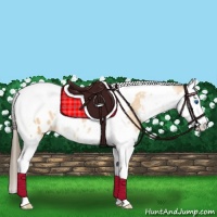 Horse Color:Buckskin Sabino Splash Tobiano Appaloosa