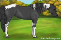 Horse Color:Blue Roan Tobiano 