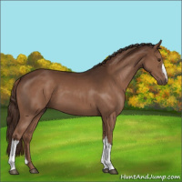 Horse Color:Liver Chestnut 