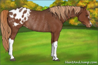 Horse Color:Liver Chestnut Appaloosa Rabicano