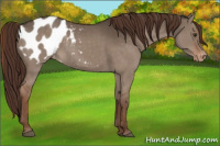 Horse Color:Liver Red Dun Appaloosa 