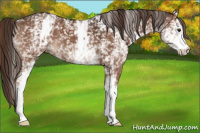 Horse Color:White Spotted Liver Chestnut 