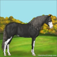 Horse Color:Liver Chestnut Mushroom Sabino 