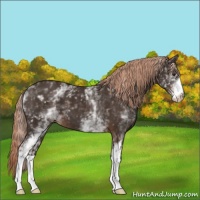 Horse Color:White Spotted Liver Chestnut