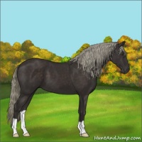 Horse Color:Liver Chestnut Mushroom