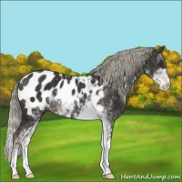 Horse Color:Liver Chestnut Mushroom Sabino Appaloosa 