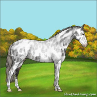 Horse Color:White Spotted Liver Chestnut Mushroom Near Leopard 