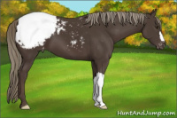 Horse Color:Liver Chestnut Mushroom Appaloosa 