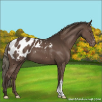 Horse Color:Liver Chestnut Mushroom Appaloosa 