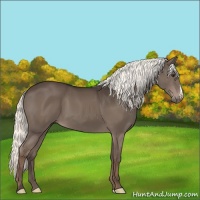 Horse Color:Liver Chestnut Mushroom 