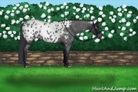 Horse Color:White Spotted Blue Roan Appaloosa Rabicano