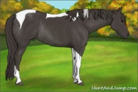 Horse Color:Smoky Black Tobiano Rabicano