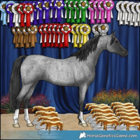 Horse Color:Blue Roan Rabicano
