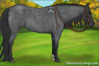 Horse Color:Blue Roan 