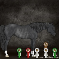 Horse Color:Black Rabicano 