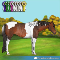 Horse Color:Brown Tobiano Rabicano