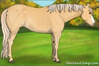 Horse Color:Palomino