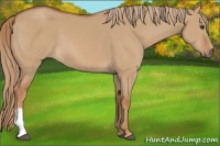 Horse Color:Red Dun 
