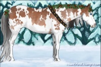 Horse Color:White Spotted Bay Splash Rabicano