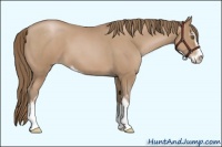 Horse Color:Blue Roan Pearl Sabino 