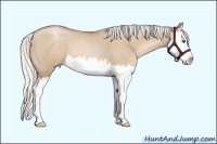 Horse Color:Silver Grullo Roan Pearl Sabino Splash 