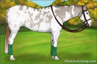 Horse Color:White Spotted Bay Roan Dun Splash Appaloosa Rabicano 