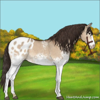 Horse Color:White Spotted Bay Dun Appaloosa 