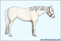 Horse Color:Silver Classic Cream Champagne Pearl Dun Sabino Splash 