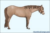 Horse Color:Black Pearl Sabino 