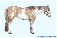 Horse Color:White Spotted Black Pearl Sabino Frame 