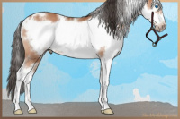 Horse Color:White Spotted Bay Sabino Splash Frame Rabicano 