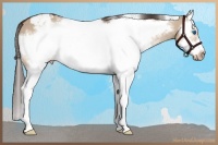 Horse Color:White Spotted Bay Dun Splash Frame Appaloosa