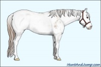 Horse Color:Black Pearl Sabino