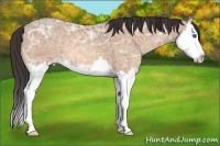 Horse Color:Amber Champagne Ice Sabino Splash
