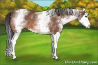 Horse Color:White Spotted Bay Splash 