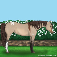 Horse Color:Bay Dun Appaloosa