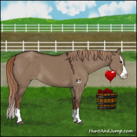 Horse Color:Liver Red Dun Sabino Splash Appaloosa 