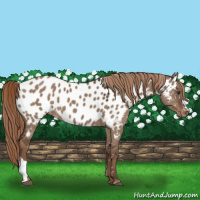 Horse Color:Liver Red Dun Appaloosa 