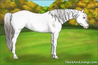 Horse Color:Classic Champagne Sabino 