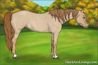 Horse Color:Red Dun Roan
