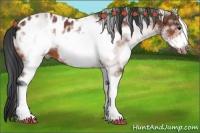 Horse Color:White Spotted Bay Frame Appaloosa