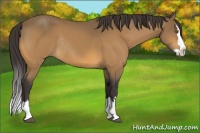 Horse Color:Buckskin Sabino Splash Rabicano