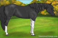 Horse Color:Black Tobiano