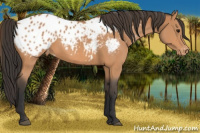 Horse Color:Bay Appaloosa