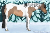 Horse Color:Buckskin Roan Tobiano