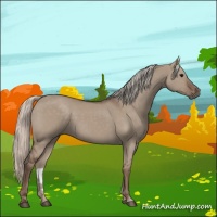 Horse Color:Silver Grullo 