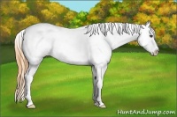 Horse Color:White Spotted Smoky Grullo Frame Appaloosa Rabicano