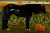 Horse Color:Void Bay Dun Splash Tobiano 