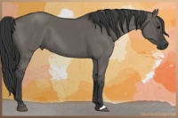 Horse Color:Grullo 