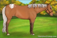 Horse Color:Silver Bay Appaloosa 